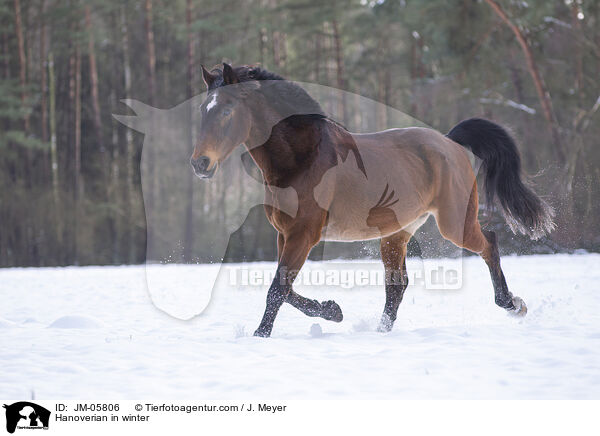 Hannoveraner im Winter / Hanoverian in winter / JM-05806