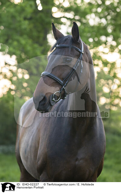 Hannoveraner Portrait / Hanoverian Portrait / EHO-02227