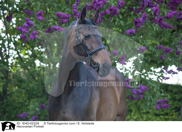 Hanoverian Portrait / EHO-02229