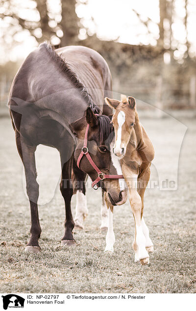 Hannoveraner Fohlen / Hanoverian Foal / NP-02797