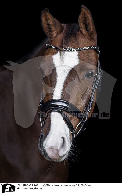 Hanoverian Horse / JRO-01542