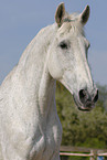 Hanoverian portrait