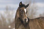 Hanoverian horse