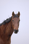 hannoveraner horse portrait