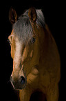 Hannoveraner horse portrait