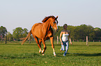 woman with Hanoverian horse