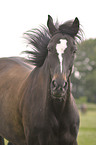 Hanoverian horse portrait