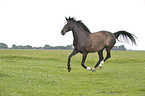 galloping Hanoverian horse