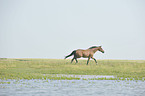 trotting Hanoverian