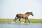 trotting Hanoverian