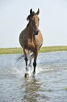 trotting Hanoverian