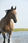 trotting Hanoverian