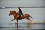 man rides Hanoverian warmblood