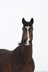 Hanoverian horse portrait