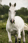 Hanoverian portrait