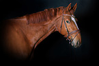 Hanoverian Horse Portrait