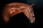 Hanoverian Horse Portrait