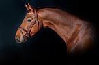 Hanoverian Horse Portrait