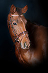 Hanoverian Horse Portrait