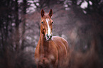 Hanoverian Portrait