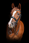 Hanoverian Horse portrait