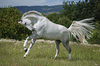 galloping Hanoverian Horse