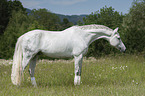 standing Hanoverian Horse