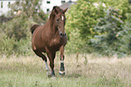 trotting Hanoverian Horse