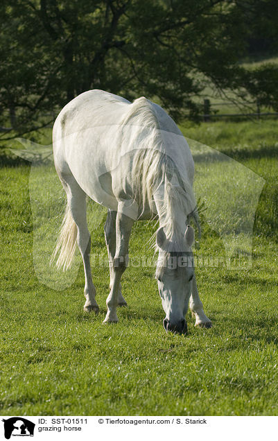 grasendes Pferd / grazing horse / SST-01511
