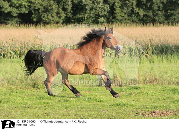 running horse / KF-01063