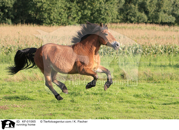 rennendes Pferd / running horse / KF-01065