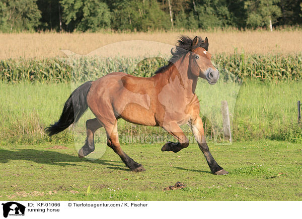 rennendes Pferd / running horse / KF-01066