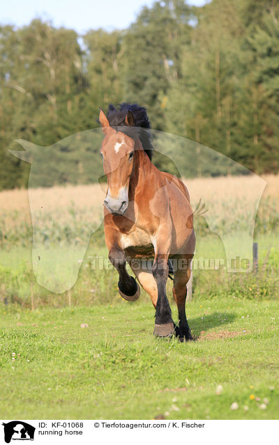 rennendes Pferd / running horse / KF-01068