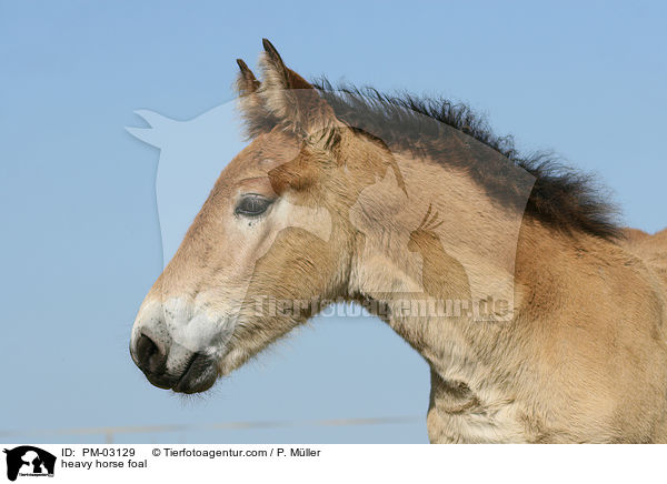 Kaltblut Fohlen / heavy horse foal / PM-03129