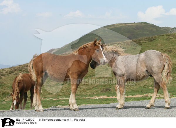 Kaltblut Fohlen / coldblood foals / IP-02509