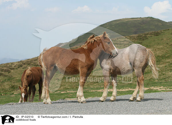 Kaltblut Fohlen / coldblood foals / IP-02510