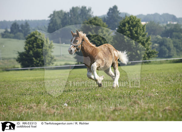 Kaltblut Fohlen / coldblood foal / RR-53313