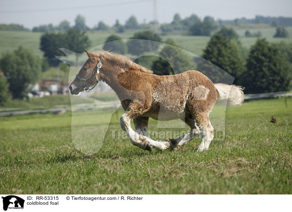 Kaltblut Fohlen / coldblood foal / RR-53315