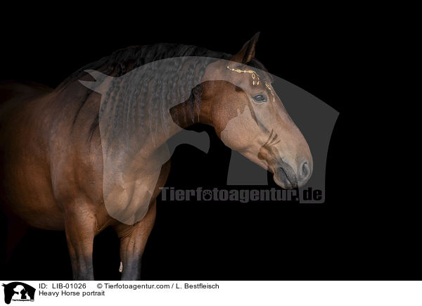 Kaltblut Portrait / Heavy Horse portrait / LIB-01026