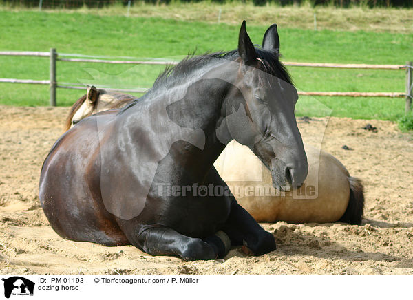 ruhendes Pferd / dozing horse / PM-01193