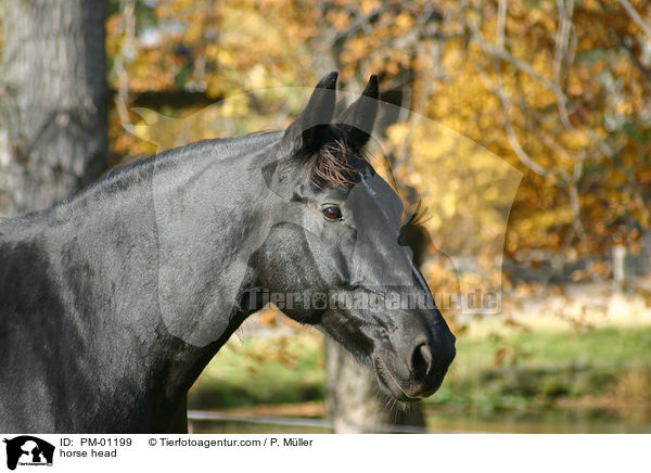 Schweres Warmblut Portrait / horse head / PM-01199