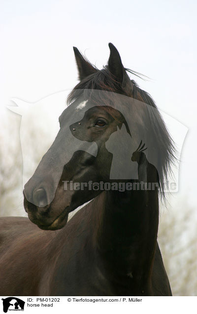 Schweres Warmblut Portrait / horse head / PM-01202