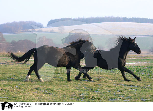 rennende Pferde / running horses / PM-01209