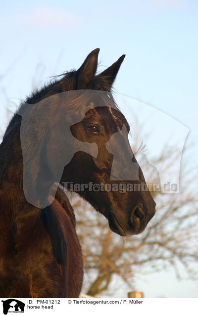 Schweres Warmblut Portrait / horse head / PM-01212