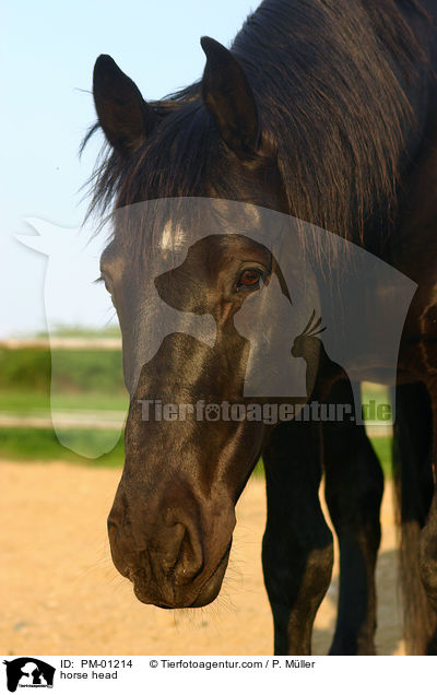 Schweres Warmblut Portrait / horse head / PM-01214