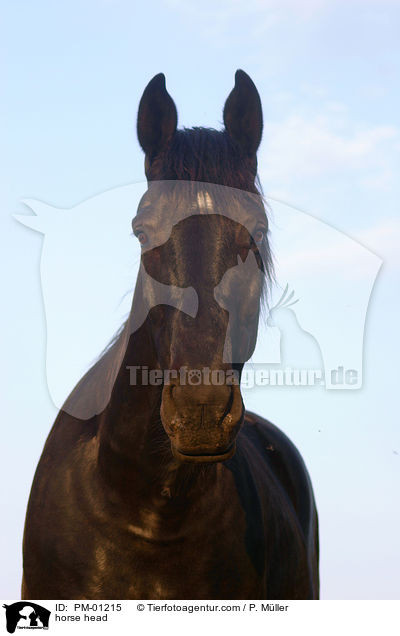 Schweres Warmblut Portrait / horse head / PM-01215