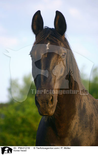 Schweres Warmblut Portrait / horse head / PM-01216