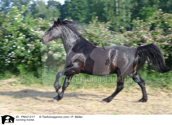 rennendes Pferd / running horse / PM-01217
