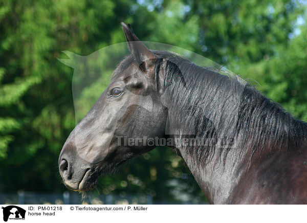 Schweres Warmblut Portrait / horse head / PM-01218