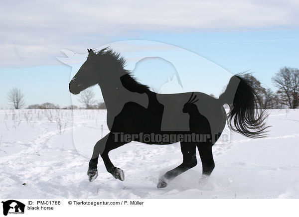 Schweres Warmblut / black horse / PM-01788